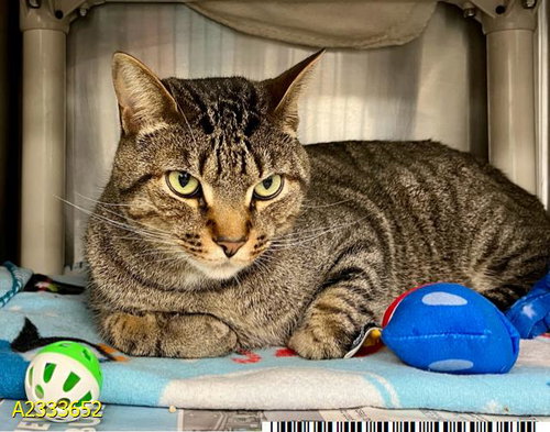 SHILOH, Adult Domestic Short Hair (medium coat), cat for adoption in North Lauderdale, Florida