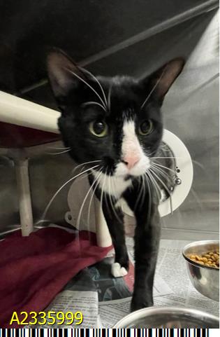 PUMA, Adult Domestic Short Hair (medium coat), cat for adoption in North Lauderdale, Florida
