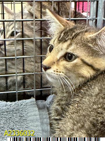 DUCK, Baby Domestic Short Hair (medium coat), cat for adoption in Boynton Beach, Florida