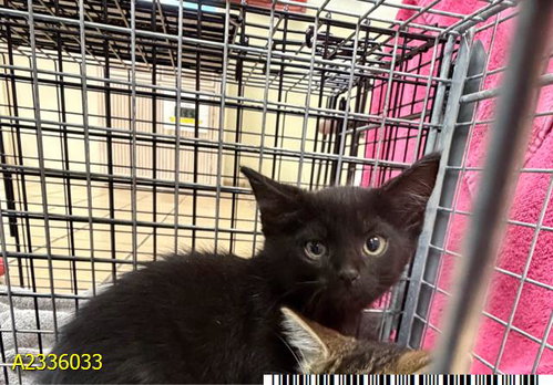 CHICKIE, Baby Domestic Short Hair (medium coat), cat for adoption in Boynton Beach, Florida