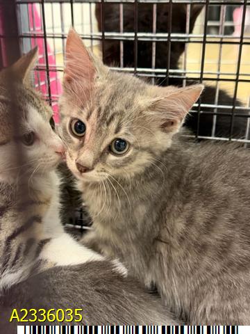 GOOSE, Baby Domestic Short Hair (medium coat), cat for adoption in Boynton Beach, Florida