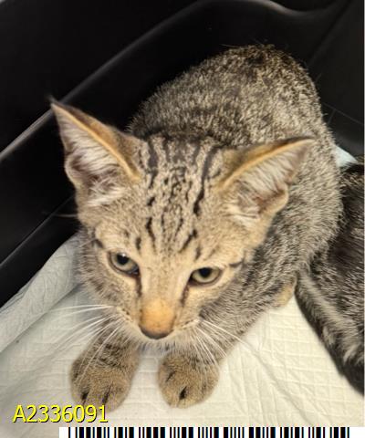 GERITE, Baby Domestic Short Hair (medium coat), cat for adoption in Boynton Beach, Florida