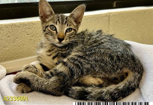 GERITE, Baby Domestic Short Hair (medium coat), cat for adoption in North Lauderdale, Florida