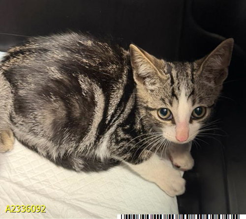 MAUDE, Baby Domestic Short Hair (medium coat), cat for adoption in Boynton Beach, Florida