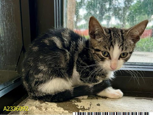 MAUDE, Baby Domestic Short Hair (medium coat), cat for adoption in North Lauderdale, Florida