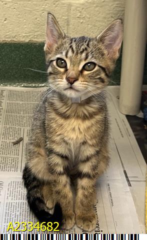 BEANS, Baby Domestic Short Hair (medium coat), cat for adoption in North Lauderdale, Florida