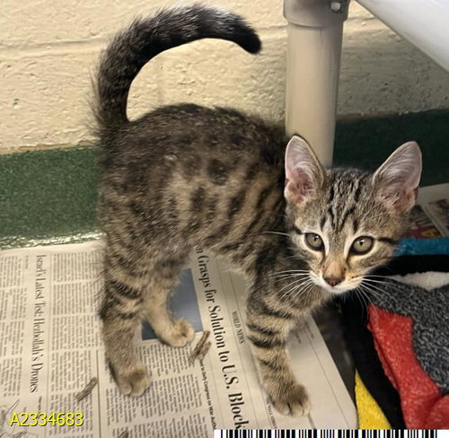 FRANK, Baby Domestic Short Hair (medium coat), cat for adoption in North Lauderdale, Florida