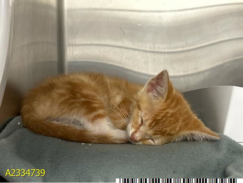 JEREMY, Baby Domestic Short Hair (medium coat), cat for adoption in North Lauderdale, Florida