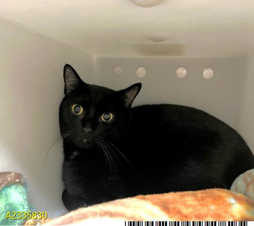WHITEFOOT, Adult Domestic Short Hair (medium coat), cat for adoption in Wellington, Florida