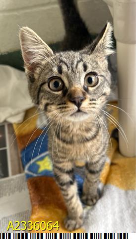 DOVI, Baby Domestic Short Hair (medium coat), cat for adoption in Wellington, Florida