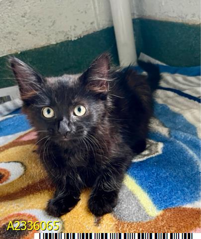 RENI, Baby Domestic Short Hair (medium coat), cat for adoption in Wellington, Florida
