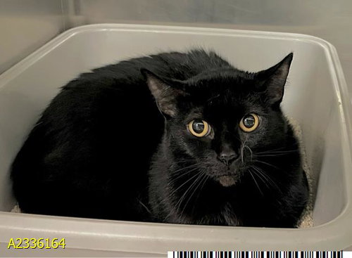 LUNA, an adoptable Domestic Short Hair in West Palm Beach, FL