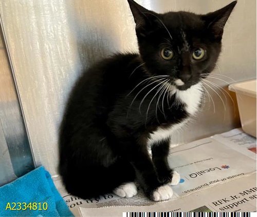 DENVER, Baby Domestic Short Hair (medium coat), cat for adoption in Wellington, Florida