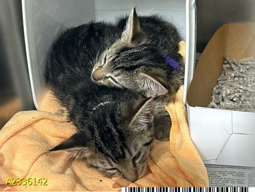 JESSE, Baby Domestic Short Hair (medium coat), cat for adoption in Wellington, Florida