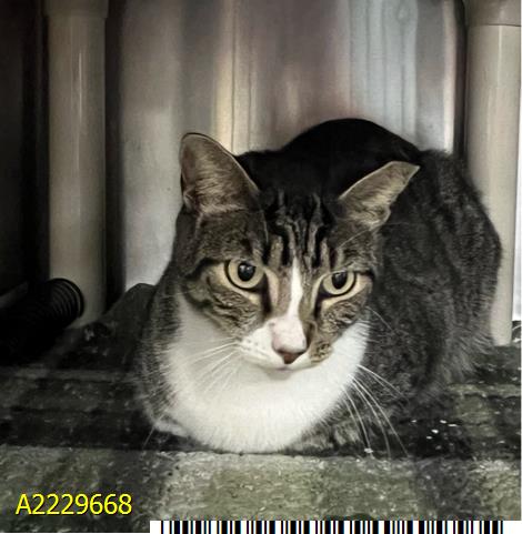 HITCH, Adult American Shorthair (medium coat), cat for adoption in Wellington, Florida