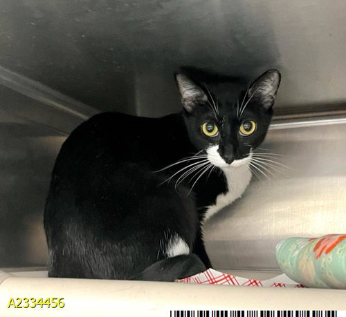 HOPE, Senior Domestic Short Hair (medium coat), cat for adoption in Wellington, Florida