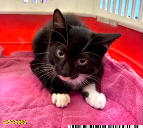 DOTTY, an adoptable Domestic Short Hair in West Palm Beach, FL
