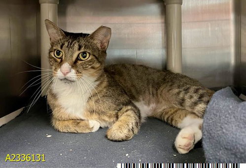 CHAPPELL ROAN, an adoptable Domestic Short Hair in West Palm Beach, FL