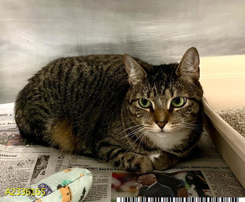 VENUS, an adoptable Domestic Short Hair in West Palm Beach, FL