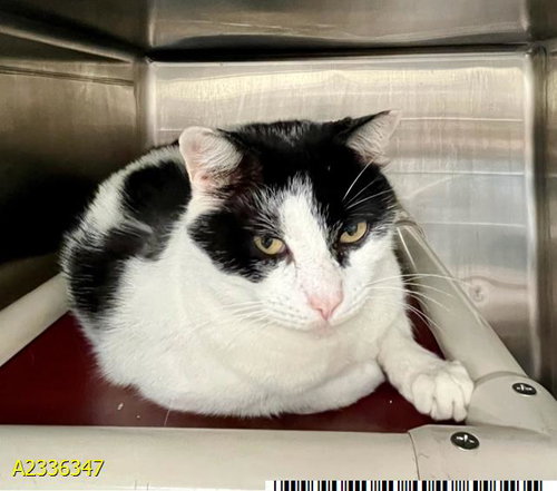BOE, an adoptable Domestic Short Hair in West Palm Beach, FL