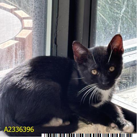 BOO, an adoptable Domestic Short Hair in West Palm Beach, FL