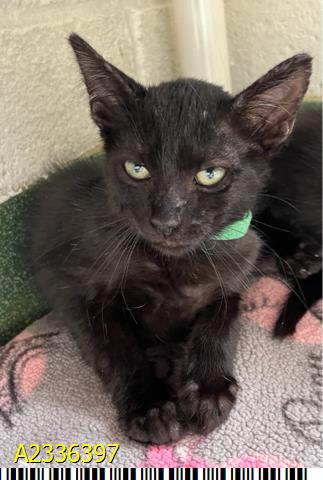 BINX, an adoptable Domestic Short Hair in West Palm Beach, FL
