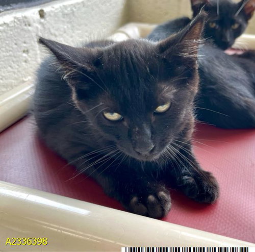 HOCUS, an adoptable Domestic Short Hair in West Palm Beach, FL