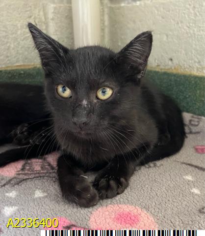 POCUS, an adoptable Domestic Short Hair in West Palm Beach, FL