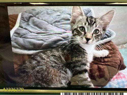PIXIE, an adoptable Domestic Short Hair in West Palm Beach, FL