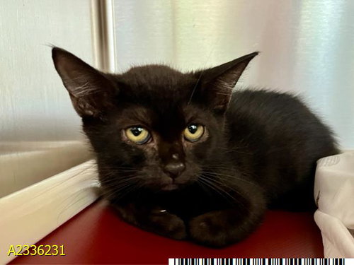 EDEN, an adoptable Domestic Short Hair in West Palm Beach, FL