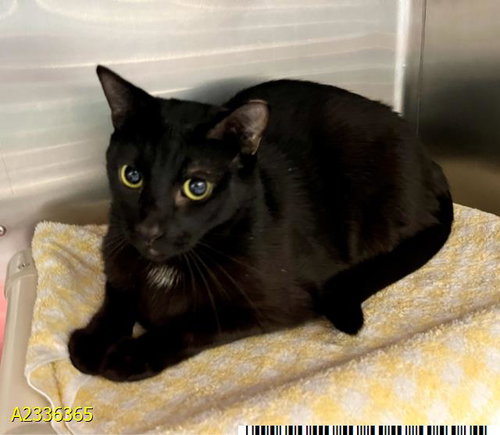 ANTONIO, an adoptable Domestic Short Hair in West Palm Beach, FL