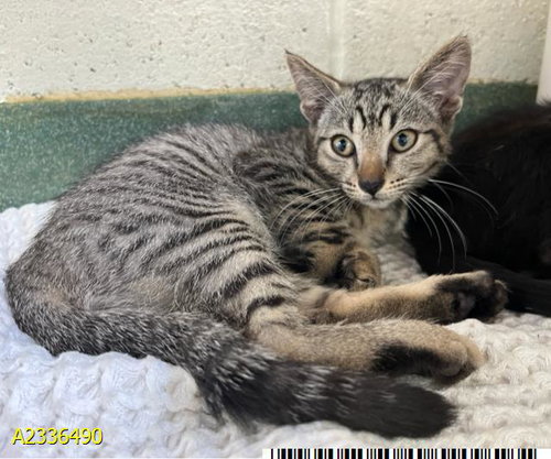 BOOP, an adoptable Domestic Short Hair in West Palm Beach, FL