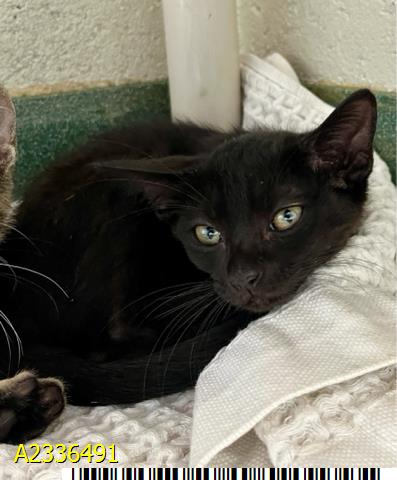 BETTY, an adoptable Domestic Short Hair in West Palm Beach, FL