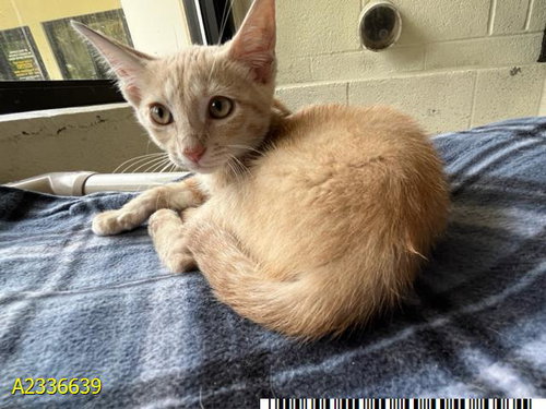 PATRICK, an adoptable Domestic Short Hair in West Palm Beach, FL