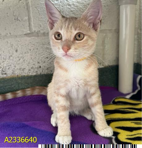 SPONGEBOB, an adoptable Domestic Short Hair in West Palm Beach, FL