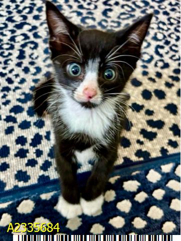 BUTTONS, an adoptable Domestic Short Hair in West Palm Beach, FL