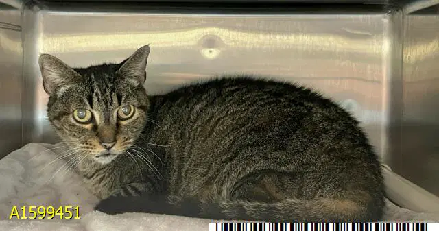 Tipsey - Domestic Short Hair