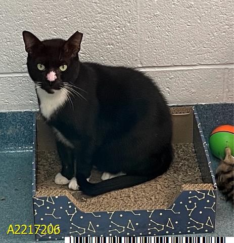 SQUID, a cat for adoption from Palm Beach County Animal Care and Control