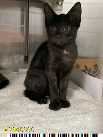 Penny - Domestic Short Hair