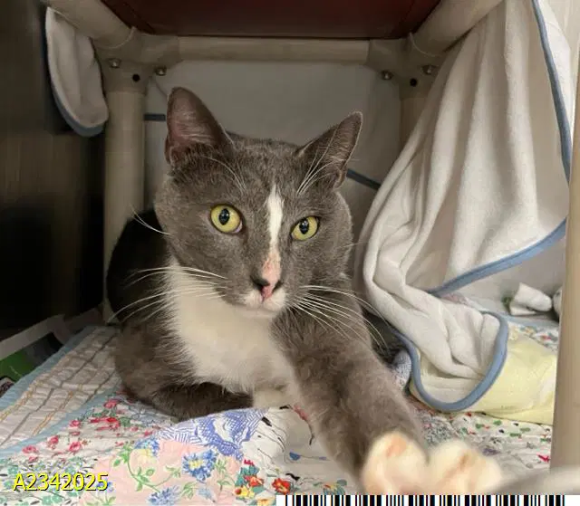 Francis - Domestic Short Hair