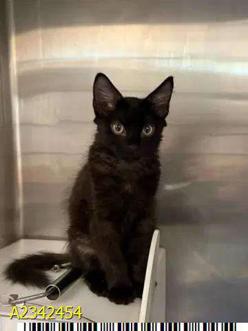 Michael Meowers - Domestic Medium Hair