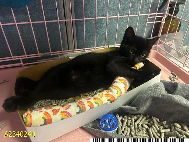 Louisiana - Domestic Short Hair