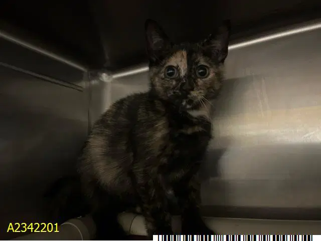 Ruby - Domestic Short Hair