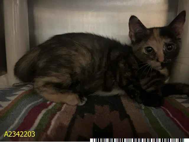 Roxy - Domestic Short Hair