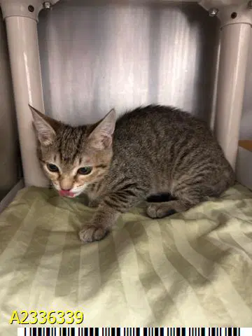 Viola - Domestic Short Hair