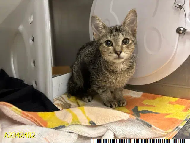 Jessie - Domestic Short Hair