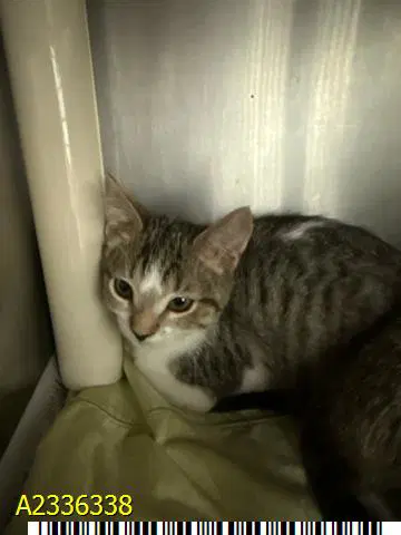 Violet - Domestic Short Hair