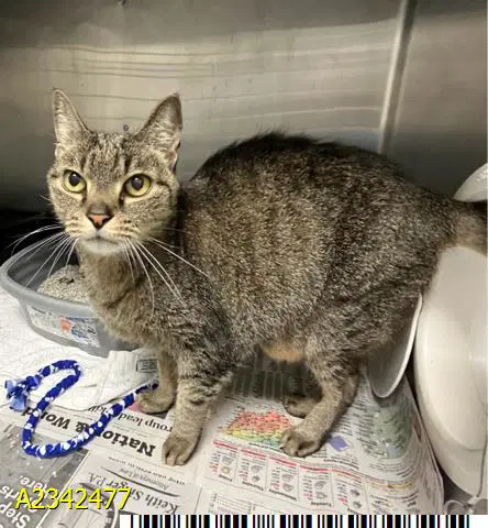 Kitty - Domestic Short Hair