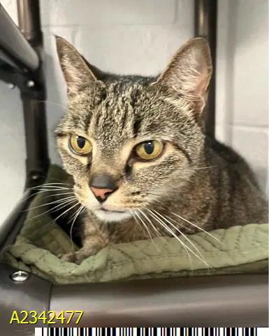 Kitty - Domestic Short Hair