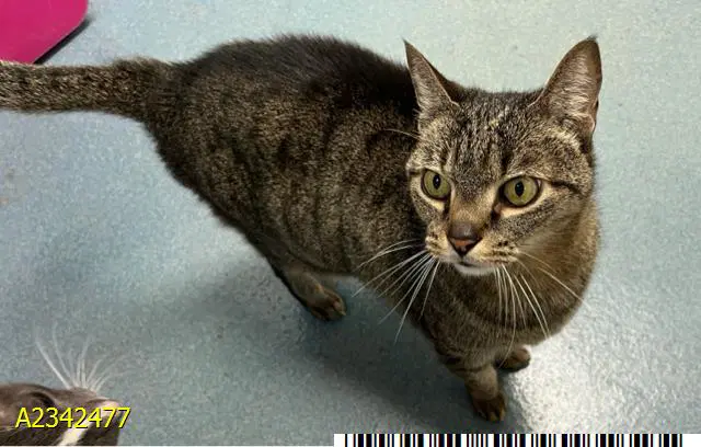 Kitty - Domestic Short Hair